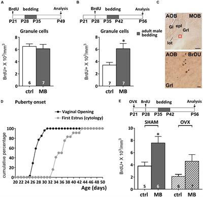 Activity Dependent Modulation of Granule Cell Survival in the Accessory Olfactory Bulb at Puberty